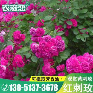 红刺玫种子玫瑰花园林绿化观赏开花当年新采种大花藤本黄刺玫种籽