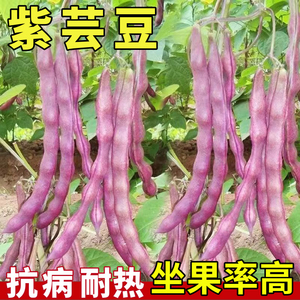 【紫芸豆种子】四季架豆高产老来白紫不老豆角籽压趴架摘不败