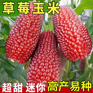 草莓玉米种子甜糯四季播种可以生吃的水果玉米种子高产玉米种子