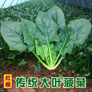 大叶菠菜种子四季易种原生态菠菜籽种子抗病耐热耐寒越冬蔬菜种子