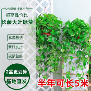 大盆绿萝长藤款绿萝盆栽室内新房吸甲醛垂吊植物爬墙绿植长藤吊兰