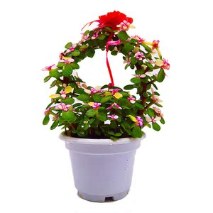 金枝玉叶花篮造型多肉植物带盆栽好雅乐之舞创意礼品绿植花卉盆栽