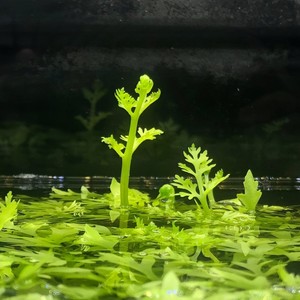 水芹水草鱼缸造景中后景雷龙鱼缸造景植物无需二氧化碳小水芹细叶