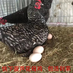 下蛋芦花鸡