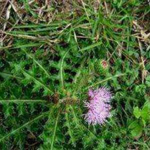 大蓟根 鸡母刺 六月霜 野红花 干根2斤或鲜根3斤或鲜全草4斤