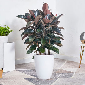 橡胶榕盆栽黑叶橡皮树盆景大叶办公室内外家居绿植丛生高60-70cm