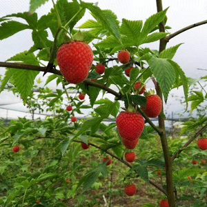 掌叶覆盆子苗 树莓老桩 红莓老根 三月泡 野果贵州种植第二年结果