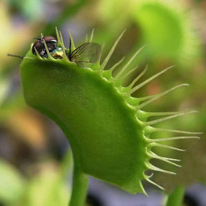 栽好发货吃蚊子苍蝇的植物吃蚊草捕蝇草消灭蚊虫食人花咬人室内