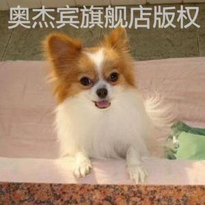 蝴蝶犬幼犬宠物狗黄白蝴蝶犬便宜小狗黑白长毛狗小型狮子学生狗狗