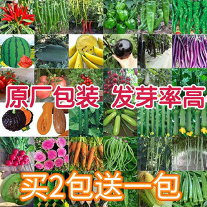 买3送1/蔬菜种子四季播种阳台农家盆栽香菜黄瓜番茄豆角辣椒籽孑