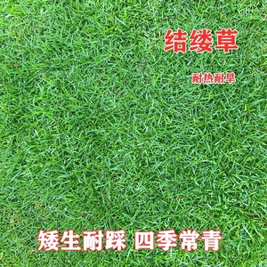 日本结缕草种子进口草坪草籽四季长青矮生耐践踏庭院足球场草种孑