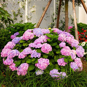 绣球花苗盆栽含盆