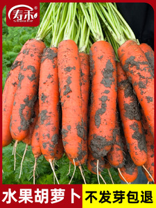 红芯七寸高产红胡萝卜种子籽种胡罗卜罗卜大全萝卜种籽孑子菜籽
