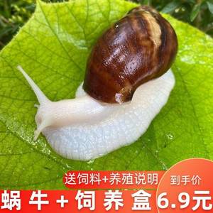 白玉蜗牛活体宠物宿舍小蜗牛学生教学科学实验观察套装大蜗牛巨型