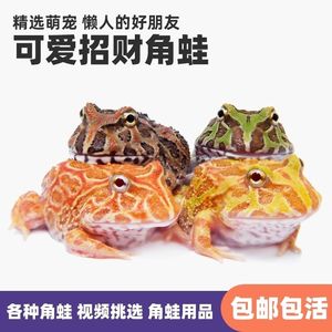 角蛙宠物可爱绿角蛙观赏蛙两栖草莓南瓜黄金爬宠非洲角蛙宇治树蛙