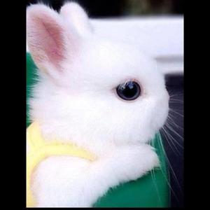侏儒兔活体长不大迷你小型海棠西施垂耳茶杯兔宠物兔猫猫兔子活物