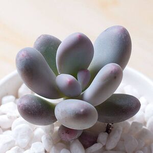 包邮多肉植物桃美人多肉肉植物办公室花卉绿植