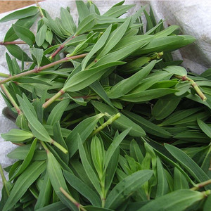 山东野生山苜楂山上野菜嫩芽山麻楂蚂蚱菜包饺子农家野菜春季山珍