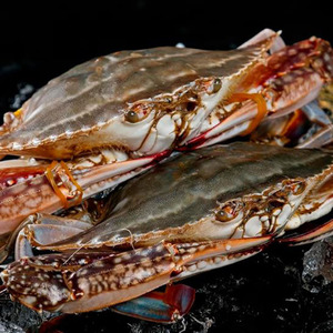 9元一只深海大公梭子蟹当天海捕急冻20只顺丰包邮