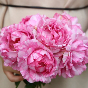 1加仑根接伊芙系列月季粉伯爵乙女心贵族胭脂香水日出飞溅四度4号