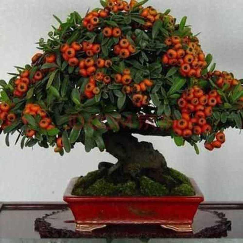 工具火棘 花卉 火棘盆景苗树桩 办公室盆景老桩熟桩家室内外观赏