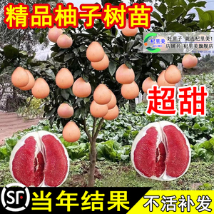 正宗柚子树苗盆栽红心红肉三红蜜柚嫁接广西大沙田南北方当年结果