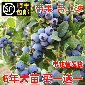 蓝莓树果苗带果蓝莓苗盆栽南北方种植兔眼特大阳台果树苗当年结果