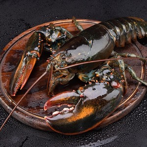 加拿大进口波士顿鲜活大龙虾波龙澳洲海鲜奥超特大500-550g/只-活