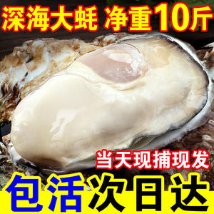 正宗包活乳山生蚝鲜活牡蛎新鲜特大超大肉海蛎子10斤水产海鲜包邮