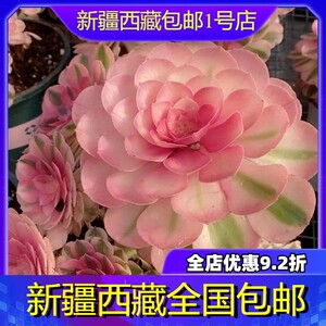 新疆西藏包邮红心万圣节沙拉碗黑玫瑰法师多头老桩荷兰玫瑰基地直