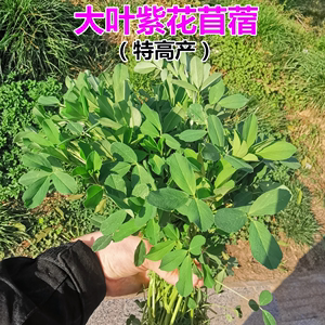 四季牧草多年生草种进口大叶苜蓿耐寒高优牧草紫花木须兔子草喂牛