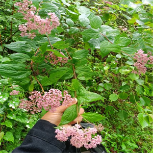 贵州苗家野强盗九杆子中药材绣线菊火烧尖一撮椒新鲜货500g包邮_阿里