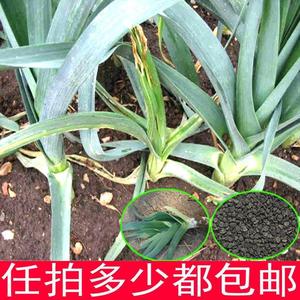 洋蒜种子 大葱种子 高产蒜苗青蒜种籽白根蒜种子四季种植蔬菜种孑