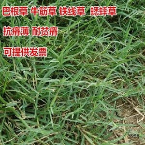 进口巴根草种子护坡绿化专家铁线草蟋蟀草防水土流失种子牛筋草