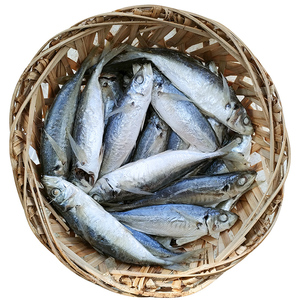 巴浪鱼饭3斤包邮新鲜熟鱼饭即食海鲜潮州打冷巴郎熟