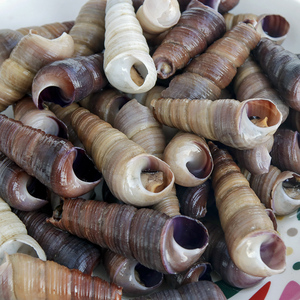 福建现捕新鲜活钉螺海鲜水产新鲜海螺丝海锥锥螺去尾九层螺3斤