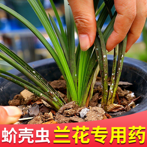 兰花杀虫专用药蚧必治兰花介壳虫杀虫剂呋虫胺花卉植物农药小白药