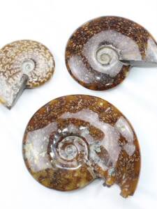 易晶缘天然玉化螺古生物海螺化石摆件菊花石矿石标本羊角贝壳石头