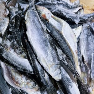 青鱼新鲜海鲜野生深海冷水鱼海捕青鱼排鱼冷冻青占鱼野生沙丁鱼