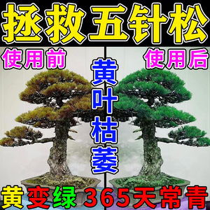 五针松专用肥料盆景老桩蓬莱松黑松防治叶子发黄枯萎缓释花叶面肥