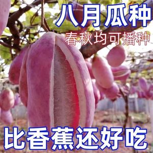 【今年新种】野生八月瓜种子八月瓜树种子爬藤食用水果无籽八月瓜