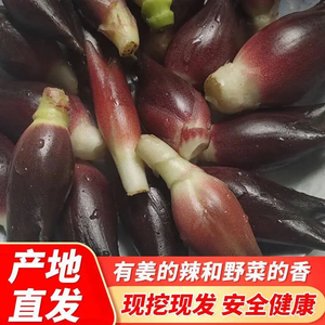 阳荷姜新鲜洋荷姜5斤现挖野生洋河洋霍洋火泡菜农家自种当季蔬菜