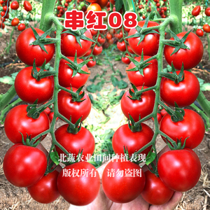 串收番茄种子四季红色圆形小番茄种籽超甜圣女果种孑柿子籽串红08
