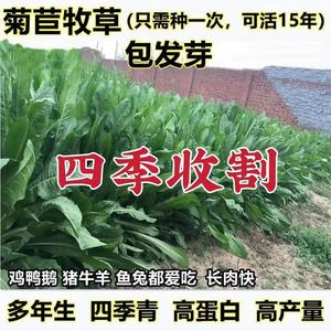 菊苣种子大叶多年生兔子草种猪牛鱼鸡鸭鹅爱吃的养殖四季牧草种籽