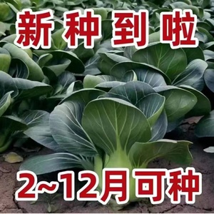 矮脚苏州青种上海青青梗菜种子黑叶耐热寒阳台盆栽四季播蔬菜种孑