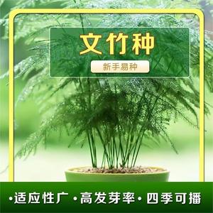 新品文竹种子文竹盆栽室内种植室外耐寒花种文竹种籽四季庭院种植