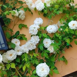 藤冰山爬藤月季多季节浓香白色大花藤本月季花苗庭院花园耐寒绿植