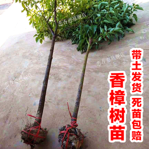 香樟树苗龙脑小苗驱蚊虫四季常青庭院绿化工程盆栽地栽南北方种植