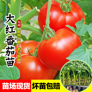 大红番茄苗秧苗老品种西红柿苗硬果抗病四季种阳台盆栽蔬菜苗籽子