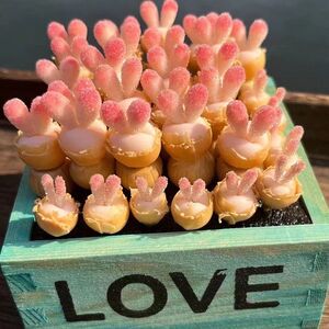 蓝兔子多肉树脂黏土精品花卉碧光环小兔子家居摆件礼物diy手工